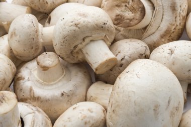 champignon mantarları