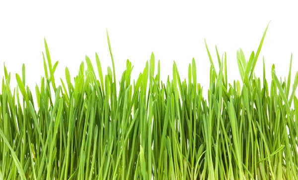 Groen gras — Stockfoto