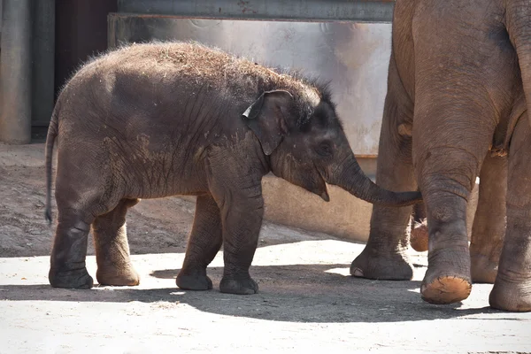 Elefant — Stockfoto