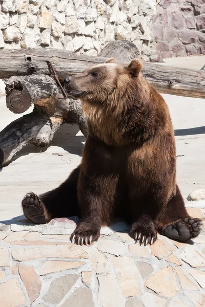 Bär — Stockfoto