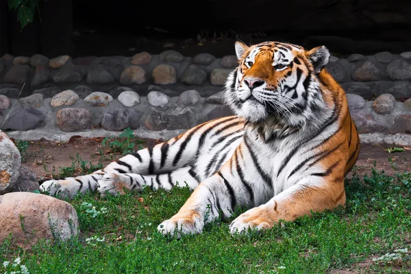 Tigre — Foto de Stock