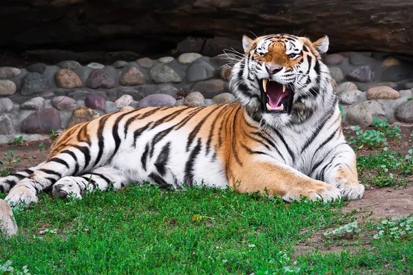 Tiger — Stock Photo, Image