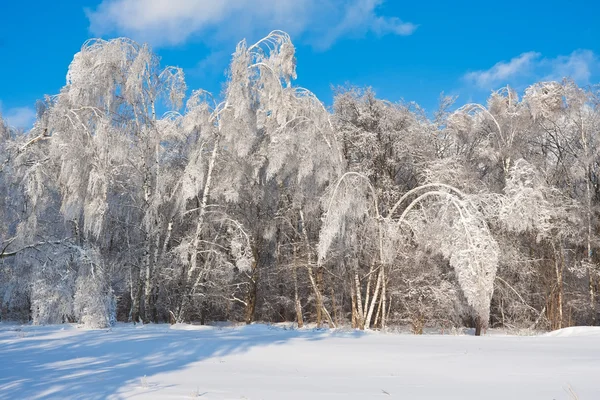 Floresta de Inverno — Fotografia de Stock