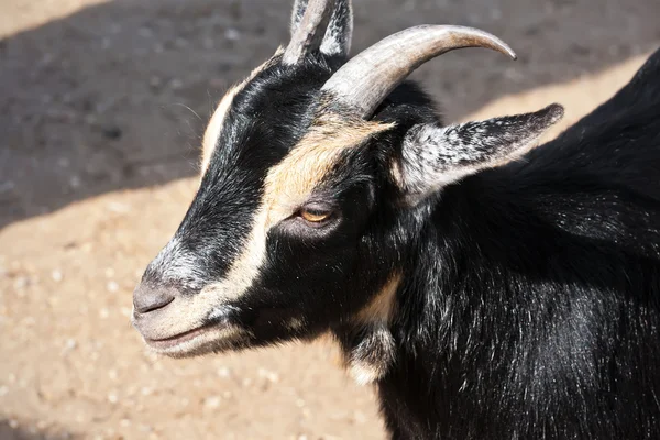 Goat — Stock Photo, Image