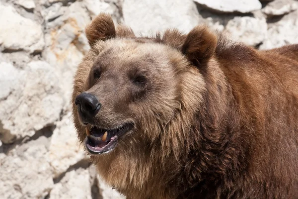 Bear — Stock Photo, Image