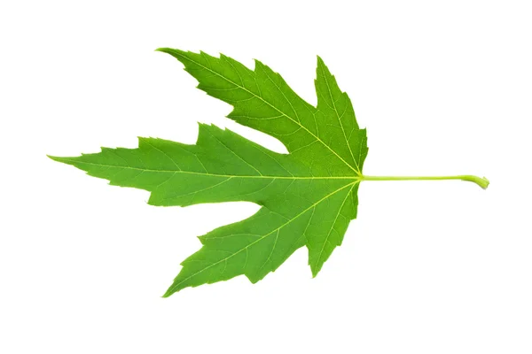 Green leaf — Stock Photo, Image