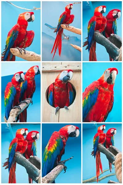 Ara parrots — Stock Photo, Image