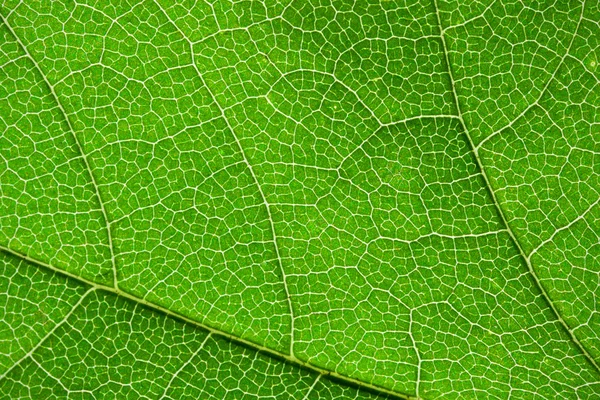 Foglia verde — Foto Stock