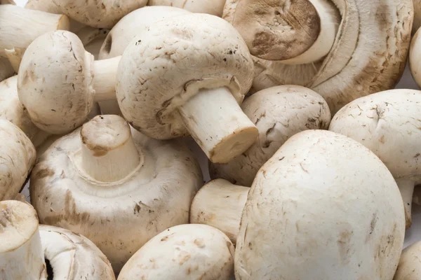 Champignon mushrooms Royalty Free Stock Images