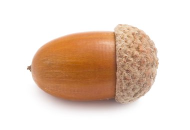 palamut