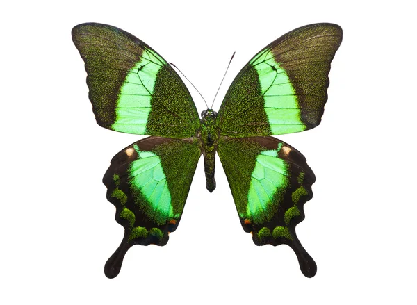 Farfalla Papilio Palinurus — Foto Stock