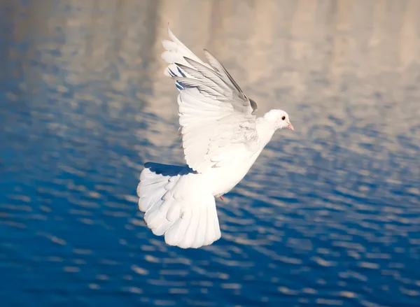 Pombo branco — Fotografia de Stock