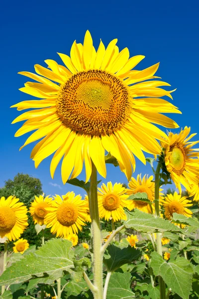 Girasol — Foto de Stock