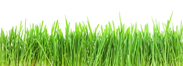 Grønt græs - Stock-foto