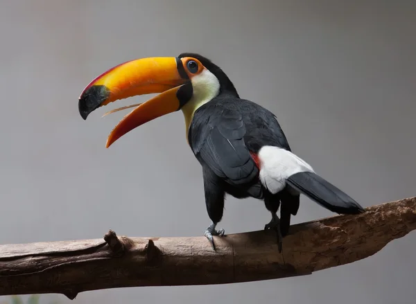 Toucan — Photo