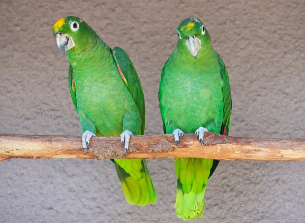 Parrots — Stock Photo, Image