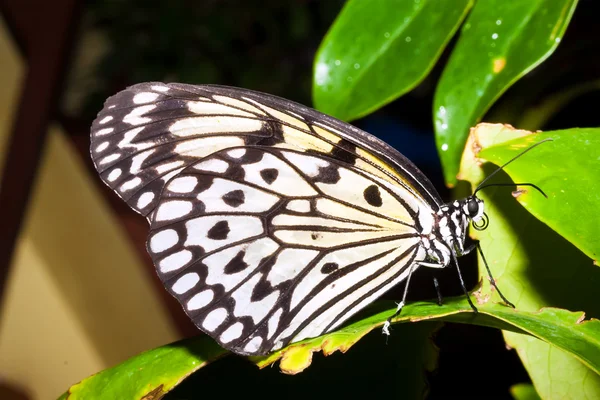 Mariposa. — Foto de Stock