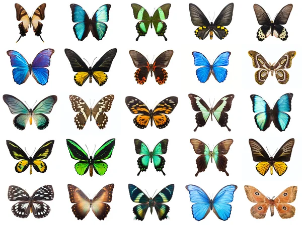 Tropical butterflies — Stock Photo, Image