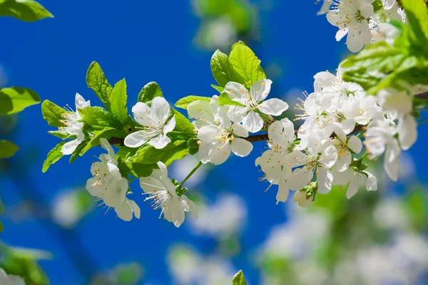 Fiori di mela — Foto Stock