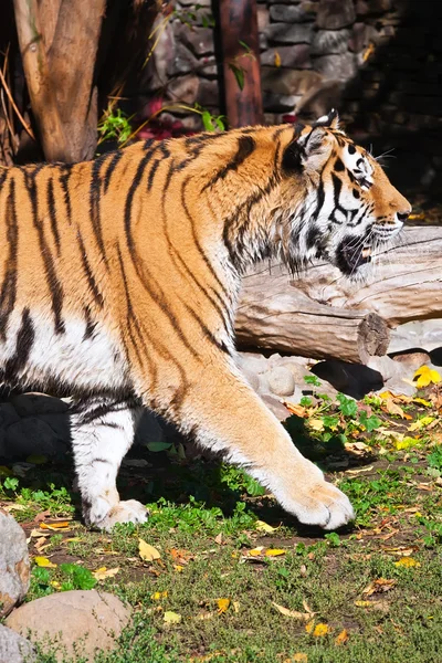 Tiger — Stockfoto