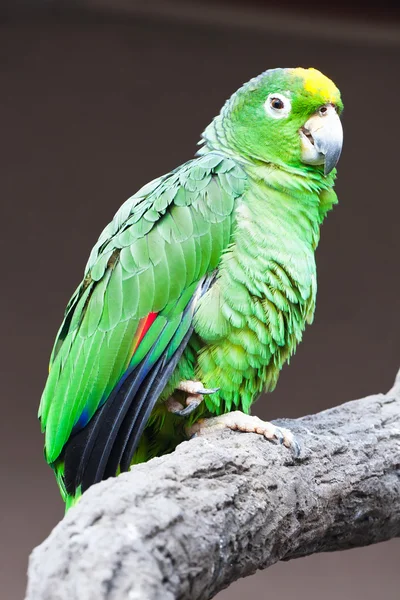 Parrot — Stock Photo, Image