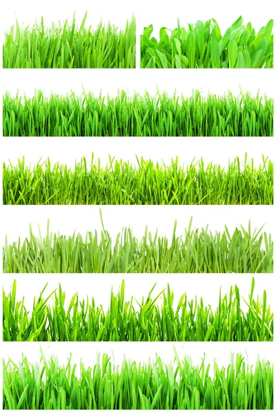 Groen gras — Stockfoto