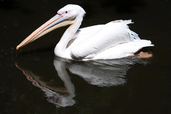 Pellicano — Foto Stock