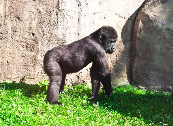 Gorilla — Stock Photo, Image