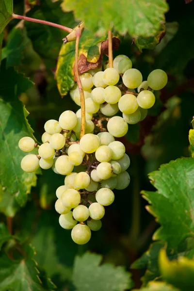 Grapes — Stock Photo, Image