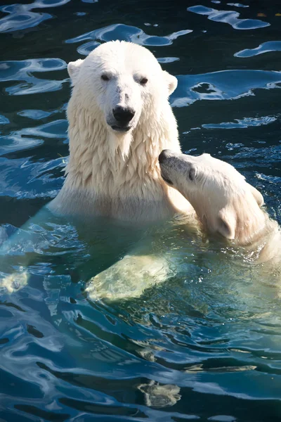 Polar bear Royalty Free Stock Photos