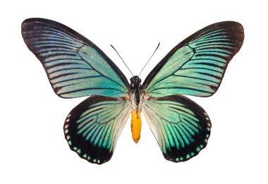 Kelebek papilio zalmoxis