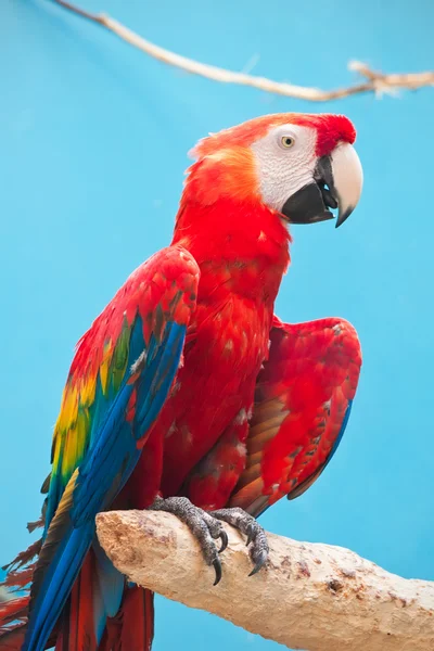 Ara parrot — Stock Photo, Image