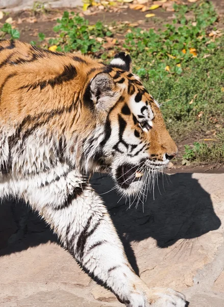 Tigre — Fotografia de Stock