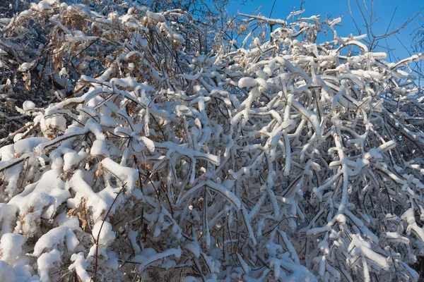 Bosque de invierno —  Fotos de Stock