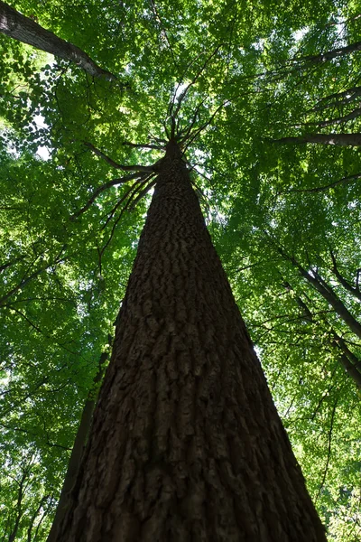 Grön skog — Stockfoto