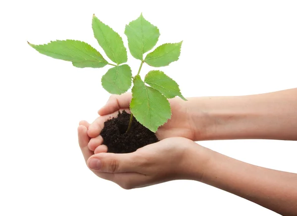 Tree in hands — Stock Photo, Image