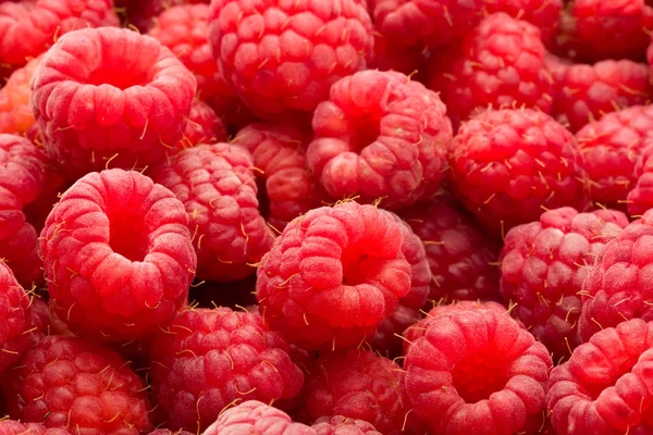 Raspberries Royalty Free Stock Images