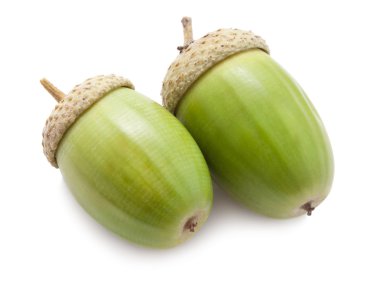 palamut