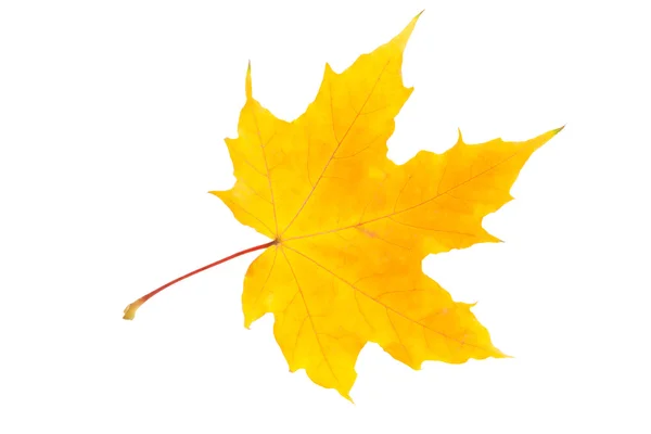 Maple leaf — Stock Photo, Image