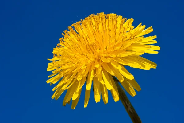 Dandelion — Stock Photo, Image