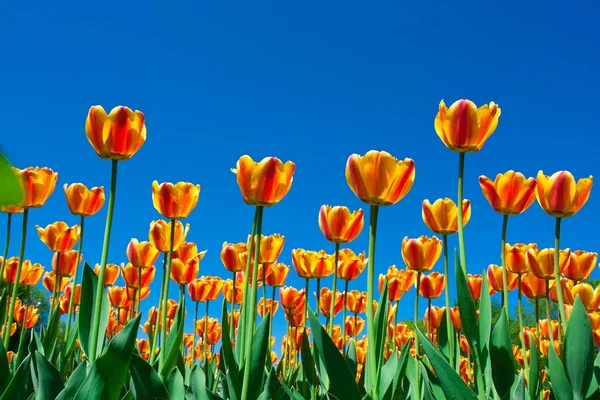 Tulpenblüten — Stockfoto