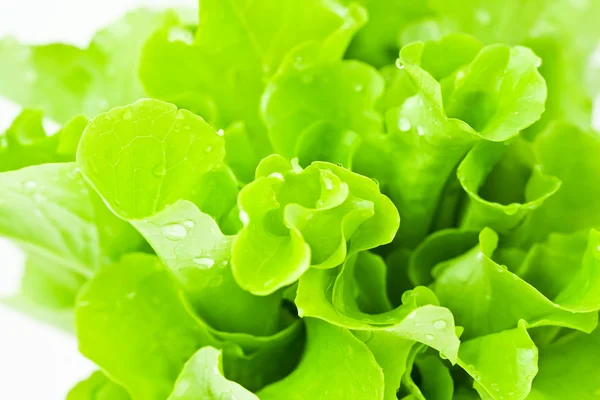 Lettuce — Stock Photo, Image