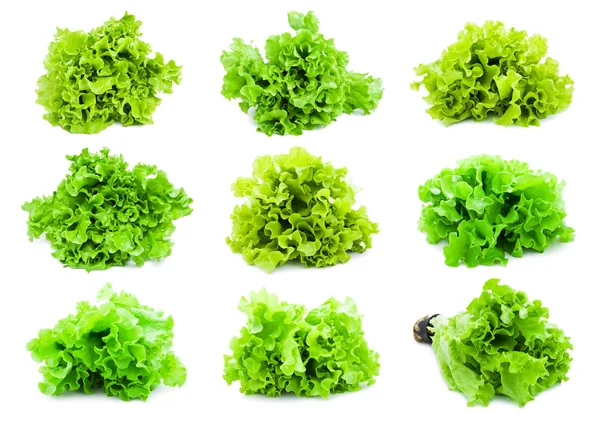 Kopfsalat — Stockfoto