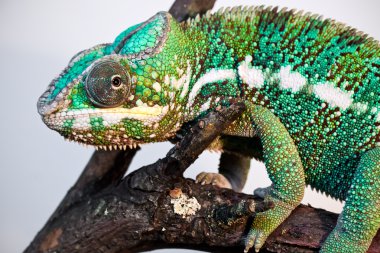 panter bukalemun
