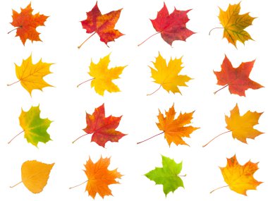 akçaağaç yaprakları