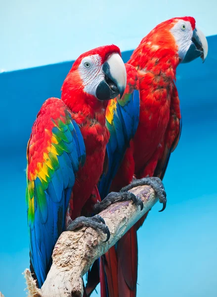 Ara parrot — Stockfoto