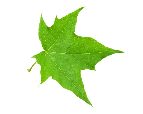 Green leaf — Stock Photo, Image