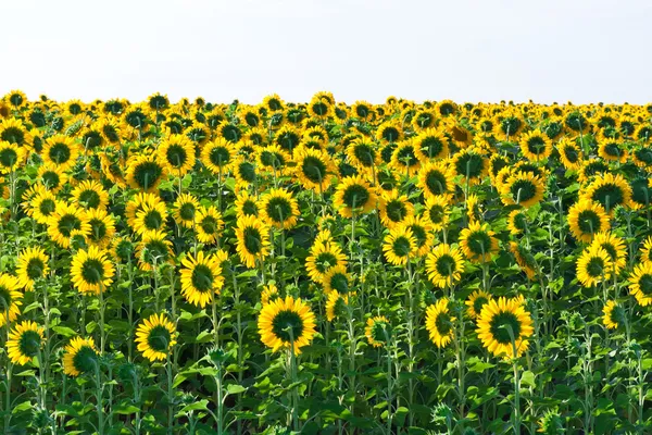 Zonnebloemen — Stockfoto