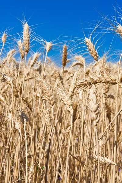 Campo di grano — Foto Stock