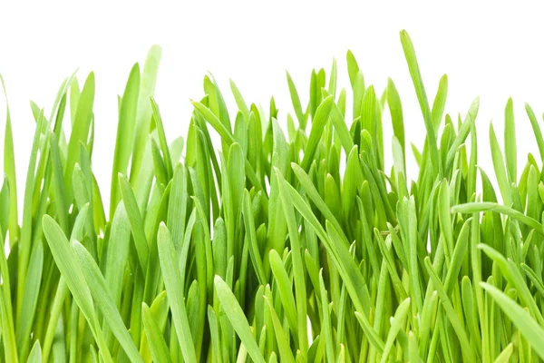 Groen gras — Stockfoto